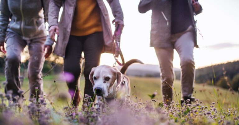 3 Personen, die auf einer Wiese mit einem Hund spazieren gehen