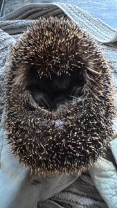 Igeldame Rosie, die sich einrollt.