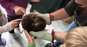 Frau Hartwig zeigt den Kindern aus dem Hort Flottkamp Igeldame Rosi