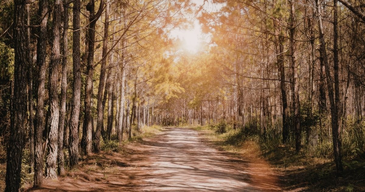 Waldweg von Bäumen umgeben. Sonne scheint durch die Äste.