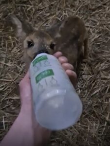 Rehkitz bekommt Milch aus der Flasche.