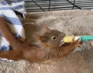 Eichhörnchenbaby nimmt Milch aus Pipette