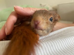 Eichhörnchen in einer Decke eingekuschelt