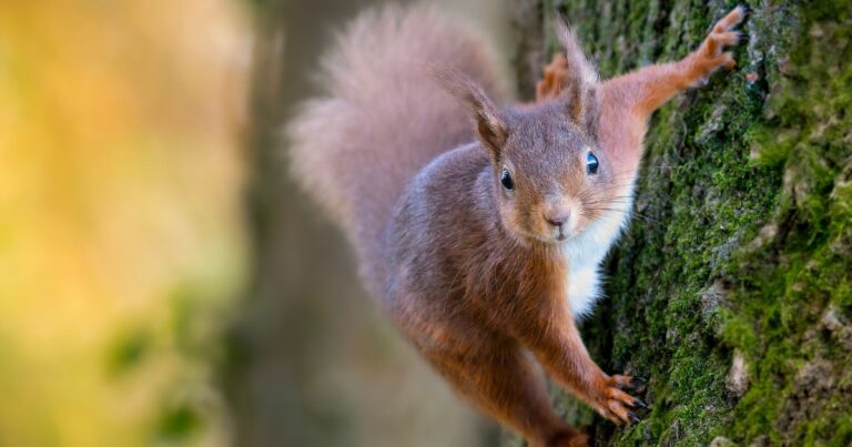 Eichhörnchen am Baum